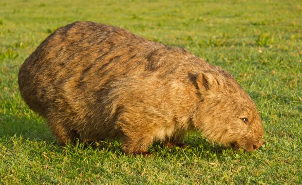 A wombat is grazing on fresh green grass in a natural outdoor setting