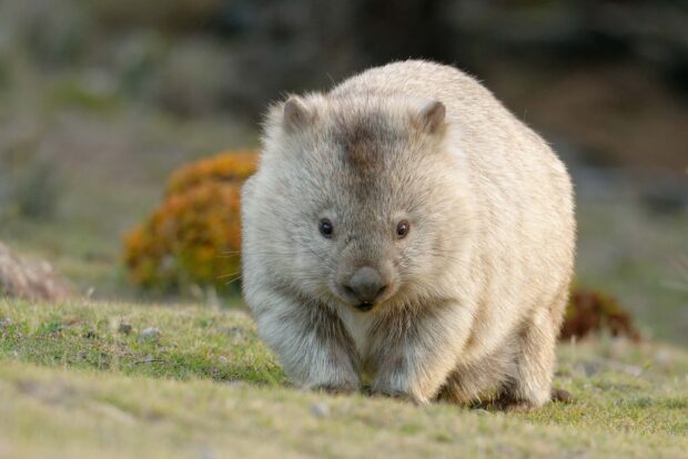 A wombat walking on grass in its natural habitat looking towards the camera