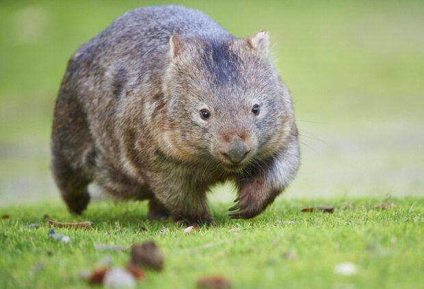 A wombat walking on green grass in a natural outdoor setting