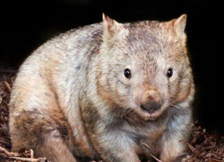 A close up of a wombat sitting on dry leaves in a natural setting