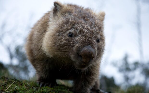Close up of furry wombat walking on mossy ground in natural environment