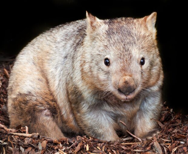 A close up of a wombat sitting on dry leaves in a natural setting