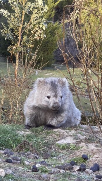 A young wombat resting on grassy ground surrounded by plants and rocks