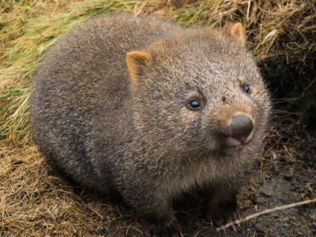 A close up of a wombat resting on dry grass in natural habitat