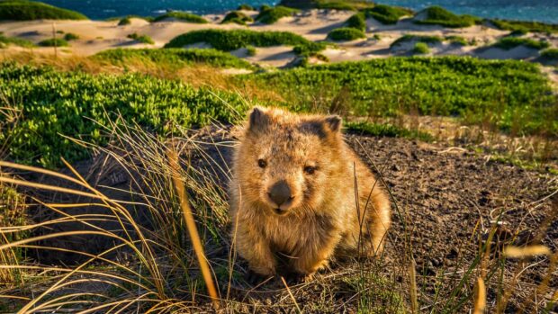 A wombat sitting in natural grass and sandy landscape during golden hour sunlight