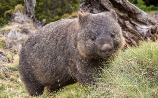 A wombat standing near green grass in a natural outdoor setting