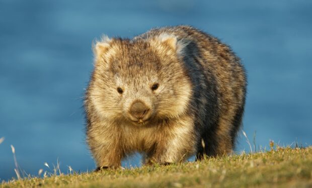 A wombat standing on grass with a blurred blue background in HD quality