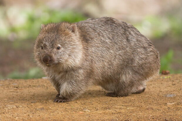 A wombat standing on the ground looking curiously in an outdoor setting