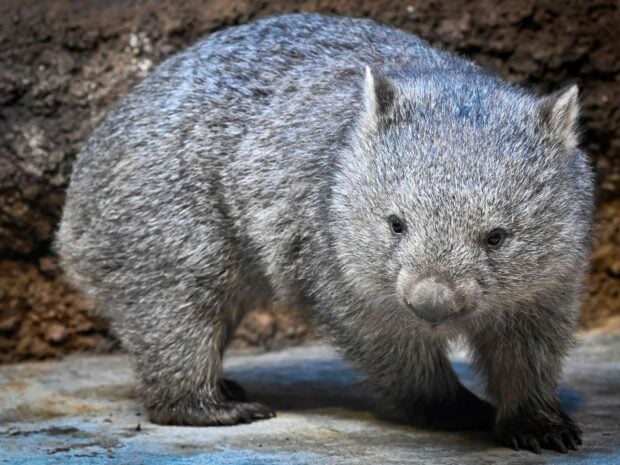 A wombat standing on the ground with detailed gray fur and dark eyes in natural light