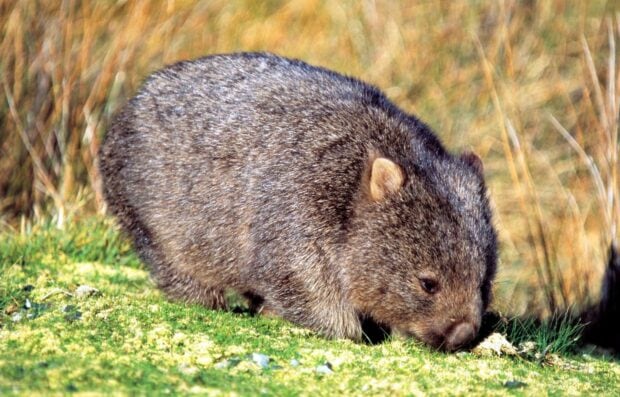 A wombat walking on green grass in its natural habitat