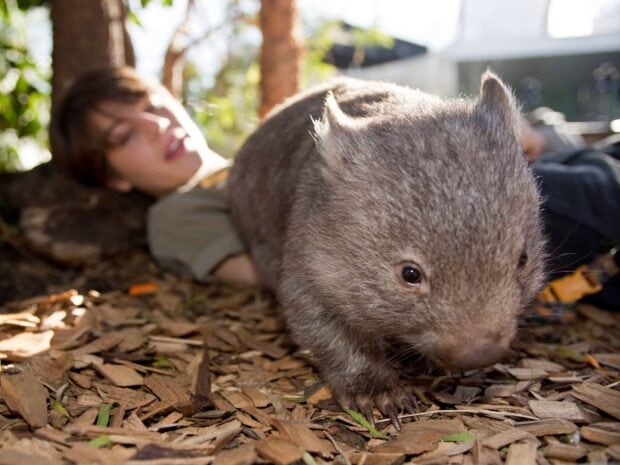 A wombat walking on wood chips near a person lying on the ground in natural light