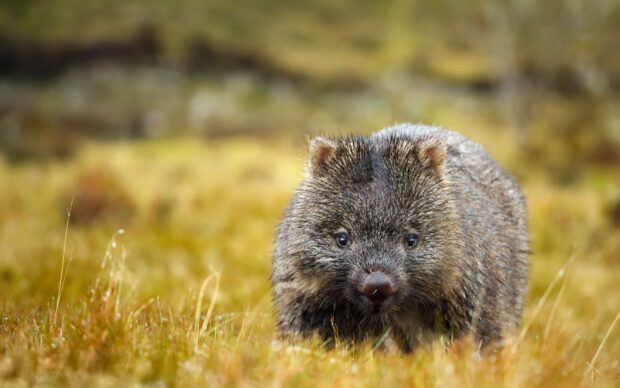 A wombat walking through grassy terrain in natural habitat