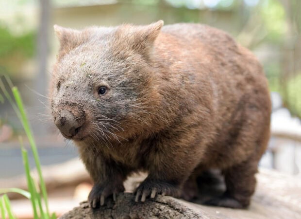 Close up of a wombat standing on a log with dirt on its nose and detailed fur texture