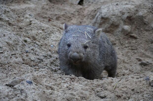 Cute wombat standing on sandy ground with straw on its fur