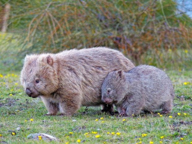 A mother wombat and her baby walking on grass with small yellow flowers in a natural setting