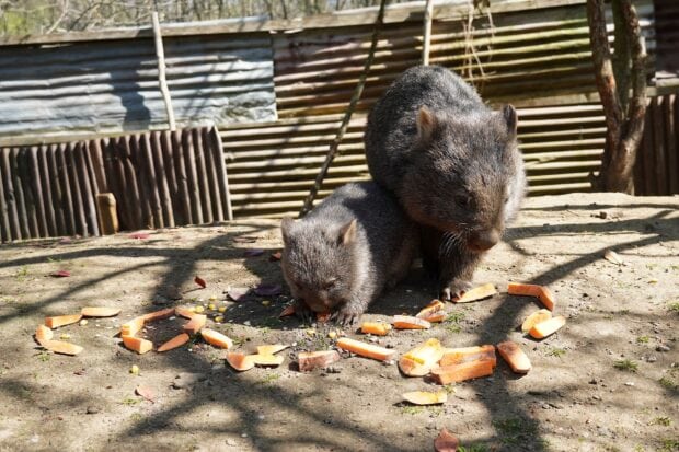 Two young wombats eating food pieces on ground in an outdoor enclosure