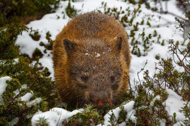 Wombat walking through snowy bushes in a natural environment