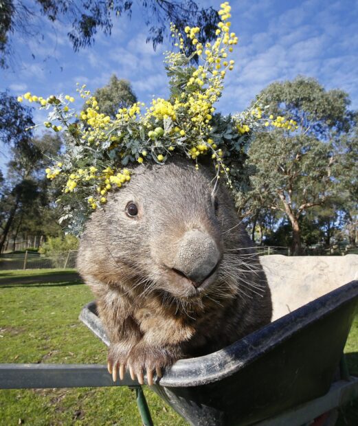 Wombat wearing a flower crown sitting in a wheelbarrow outdoors with trees in background