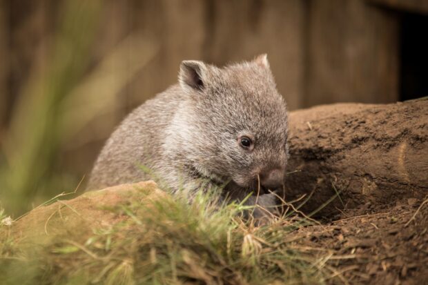 Young wombat sitting on ground with natural surroundings and green grass