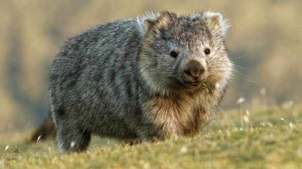 A wombat eating grass in a natural outdoor setting on a grassy field