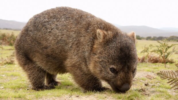 A wombat eating grass in a natural outdoor setting with hills in the background