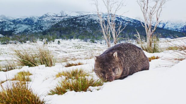 A wombat foraging in snow covered grass in a mountainous winter landscape