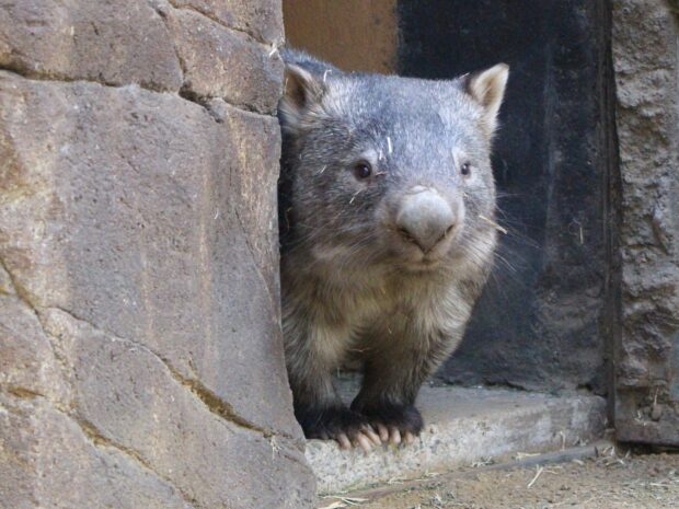 A wombat peeking out from a rocky enclosure in high definition quality