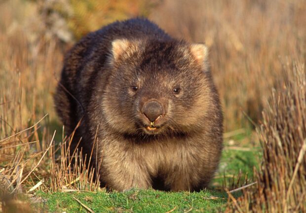 A close up of a wombat standing on green grass in natural habitat