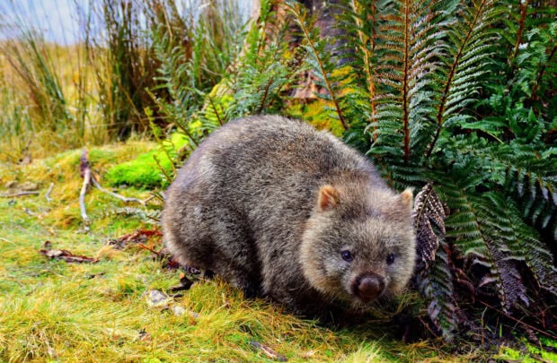 A wombat resting on green grass surrounded by ferns in a natural setting