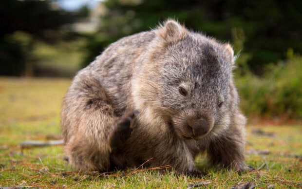 A wombat scratching itself while sitting on grass in the wild