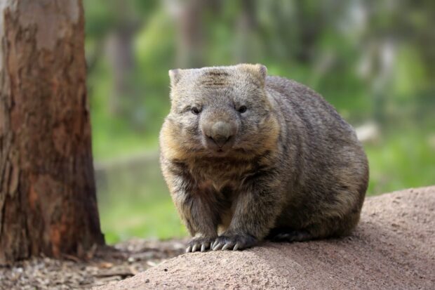 A wombat sitting calmly on a rock in its natural habitat with a blurred green background