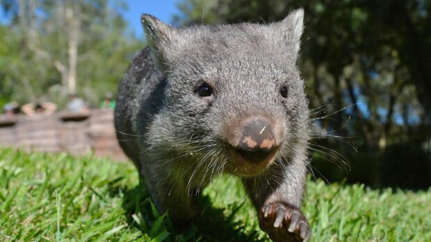 A close up of a wombat walking on grass in a natural outdoor setting