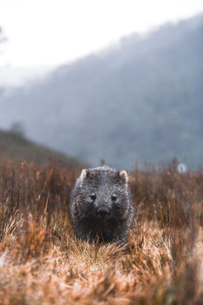 A wombat walking through tall grass in a natural outdoor setting during misty weather