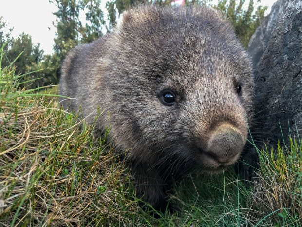 Close up of a wombat exploring green grass in its natural habitat