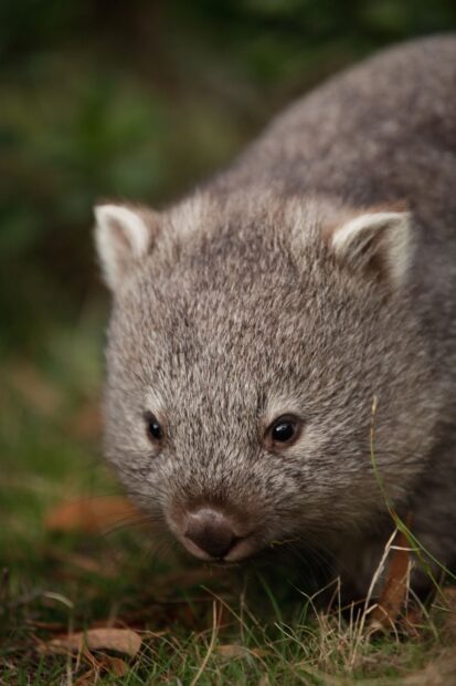 Close up of a wombat exploring the grass in natural habitat