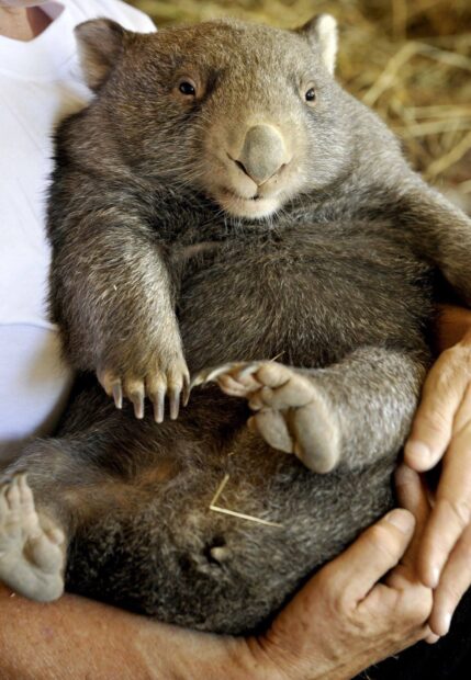 A wombat resting comfortably in a person's arms with soft fur visible