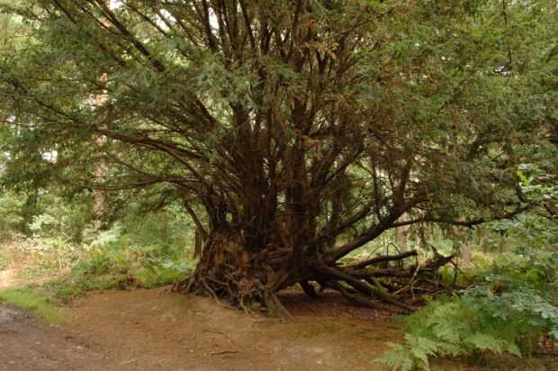 An ancient yew tree with sprawling roots in a lush forest setting
