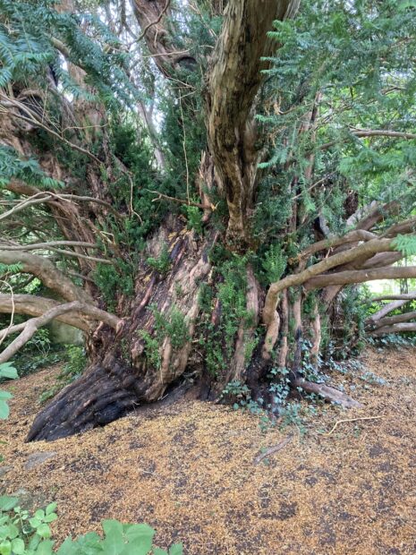 Ancient yew tree trunk surrounded by lush green foliage and forest floor