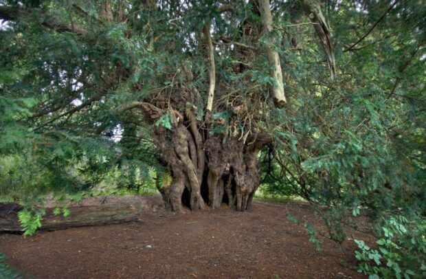 Ancient yew tree with a twisted trunk surrounded by dense green foliage