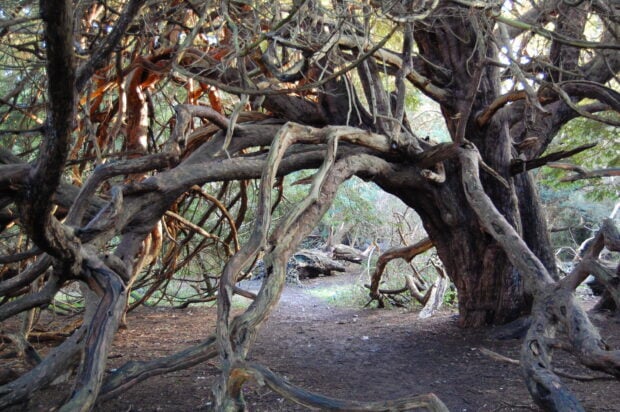 Intricate twisted branches of a yew tree creating a natural archway over the forest floor
