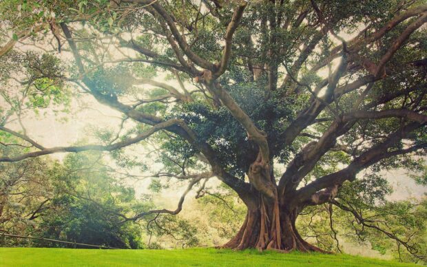 A majestic yew tree with sprawling branches in a lush green park