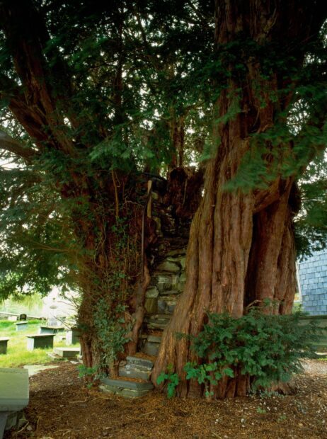 Ancient yew tree with stone steps carved into its trunk surrounded by greenery