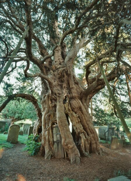 Ancient yew tree trunk with gnarled bark inside a graveyard