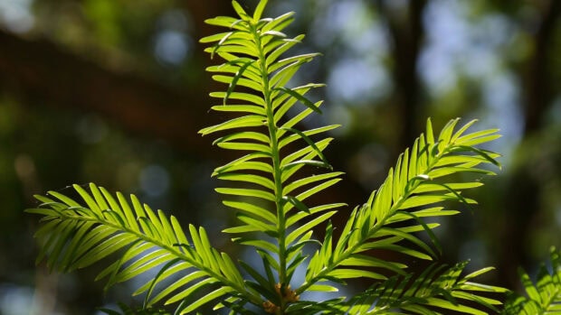Fresh green yew tree leaves glowing in natural sunlight outdoors