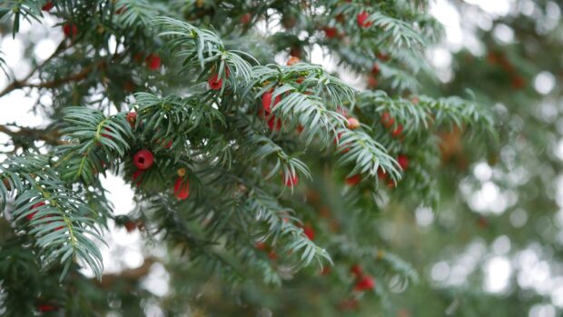 Close up of yew tree branches with red berries on a cloudy day