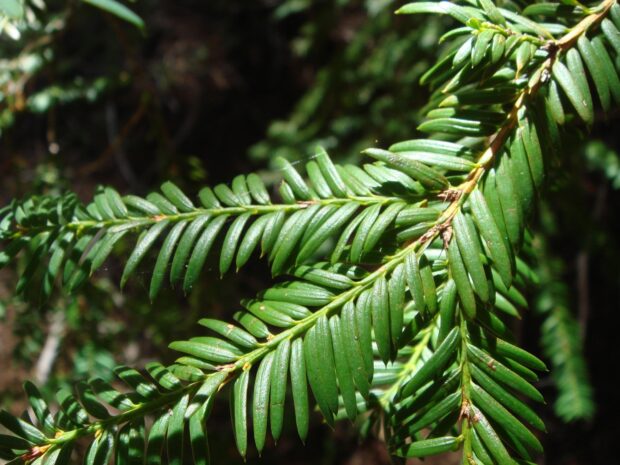 Close up of yew tree leaves in natural light on green branches