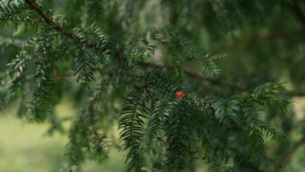 Green yew tree branches with a single red berry in focus in the forest