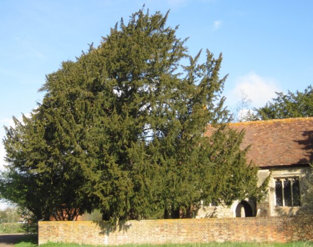 Large green yew tree standing next to a brick wall and old stone building under clear blue sky