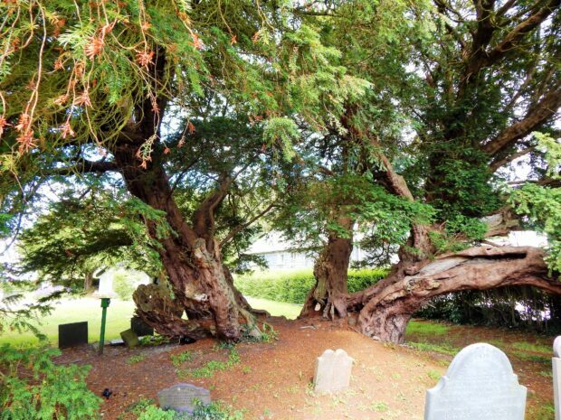 Old yew tree with sprawling branches and gravestones underneath in a peaceful cemetery setting