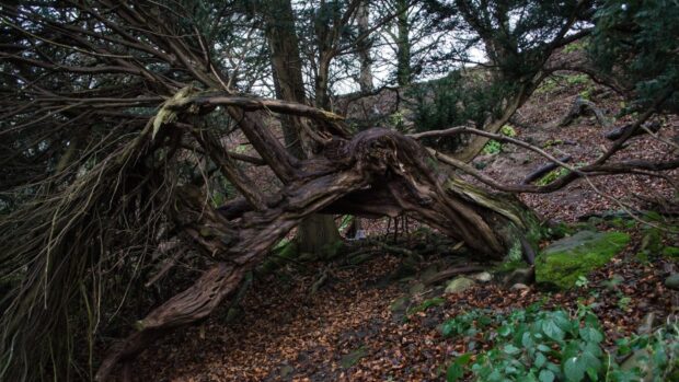 Twisted yew tree roots in a forest with moss and fallen leaves on the ground